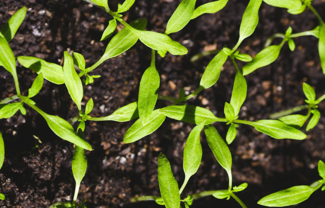 Młode zielone siewki o wąskich liściach rosnące gęsto na wilgotnej, ciemnej glebie.