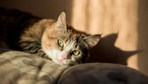 Pięć dowodów na to, że twój kot cię kocha. Numer 1 stopi najtwardsze serce 