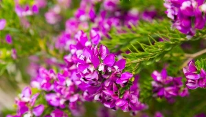 Krzyżownica mirtolistna kwitnie zachwycająco i nie jest wymagająca w uprawie. 