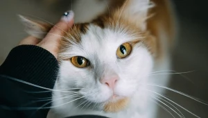 Kot trąca cię pyszczkiem? To nie przypadek, tylko ważny sygnał