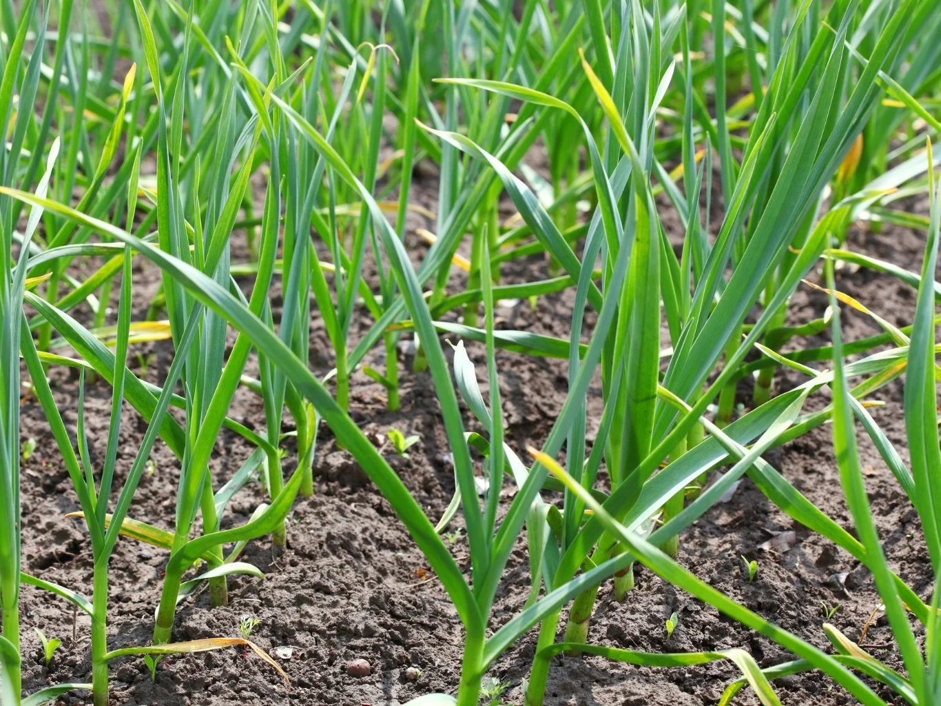 Dlaczego liście czosnku żółkną? Może pomóc naturalny nawóz. Rządki zielonych liści czosnku rosnących na żyznej ziemi w ogrodzie warzywnym.