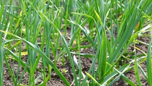 Szczypior czosnku żółknie? Roślina wysyła ważny sygnał