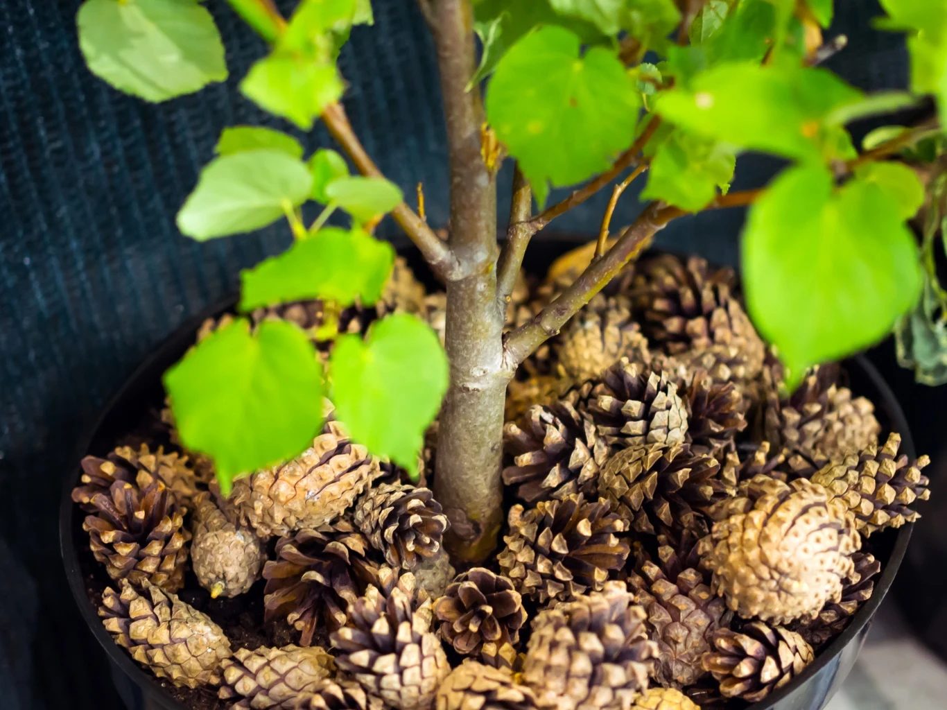 młode drzewko posadzone w donicy, u podstawy którego znajduje się warstwa szyszek, a na gałęziach widoczne są zielone liście