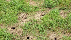 Pół łyżeczki do dziur w ziemi. Nornice będą uciekać w popłochu