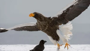 Bielik olbrzymi to jeden z największych ptaków szponiastych