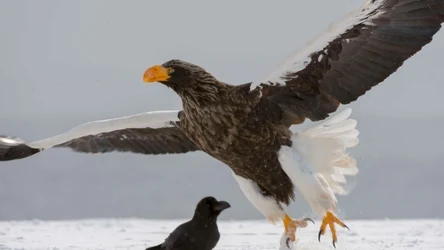 Bielik olbrzymi to jeden z największych ptaków szponiastych