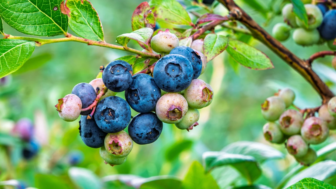 dojrzałe i niedojrzałe jagody borówki amerykańskiej rosnące na zielonej gałęzi w otoczeniu liści