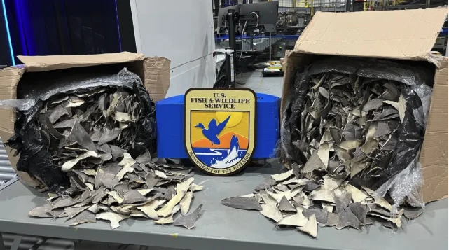 dwie duże kartonowe paczki pełne wysuszonych płetw rekina wysypujących się na blat, pomiędzy nimi znak U.S. Fish & Wildlife Service z wizerunkiem ptaka nad falującą wodą