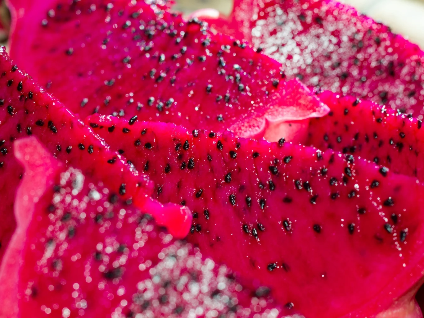 Pitaja zawiera mnóstwo przeciwutleniaczy, jest dobrym źródłem błonnika. Sporo w niej także magnezu. Kawałki intensywnie różowej pitai z widocznymi licznymi czarnymi pestkami na powierzchni