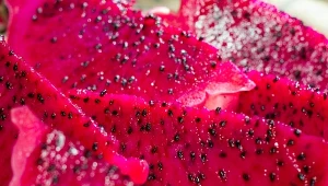 Pitaja zawiera mnóstwo przeciwutleniaczy, jest dobrym źródłem błonnika. Sporo w niej także magnezu.