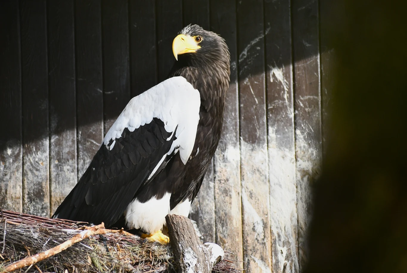 Bielik olbrzymi z poznańskiego zoo. Te majestatyczne ptaki pochodzą z Rosji orzeł o ciemnym upierzeniu z białymi skrzydłami i żółtym potężnym dziobem siedzący na gałęzi na tle czarnej, drewnianej ściany