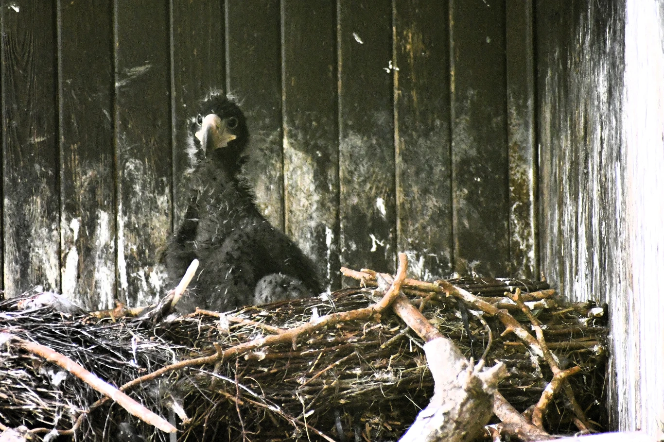 młody orzeł siedzący w dużym gnieździe z gałęzi na tle ciemnych, drewnianych ścian