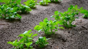 Najlepszy typ ziemniaka do twojego ogródka. Zrobisz z niego dowolną potrawę