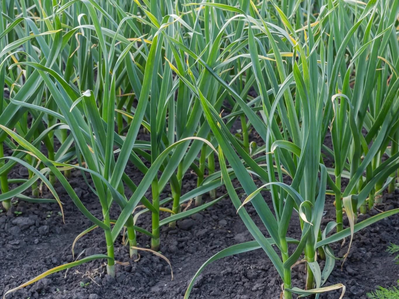 Żółknięcie końcówek liści czosnku nie zawsze musi być wynikiem infekcji czy szkodników. Zielone liście czosnku wyrastające gęsto z żyznej ziemi na uporządkowanej grządce w ogrodzie.