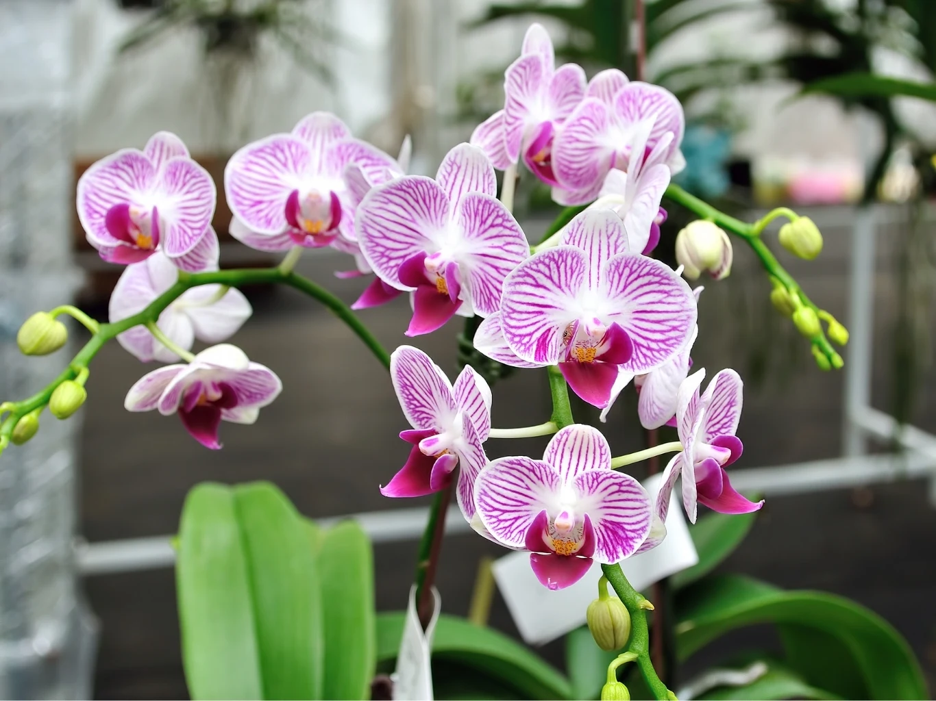 Wesprzyj storczyki po zimie podstawowymi zabiegami kilka intensywnie różowych kwiatów storczyka phalaenopsis z delikatnymi białymi żyłkami na płatkach i żółtymi środkami, rosnących na ciemnozielonych łodygach wśród liści, na tle szklarni