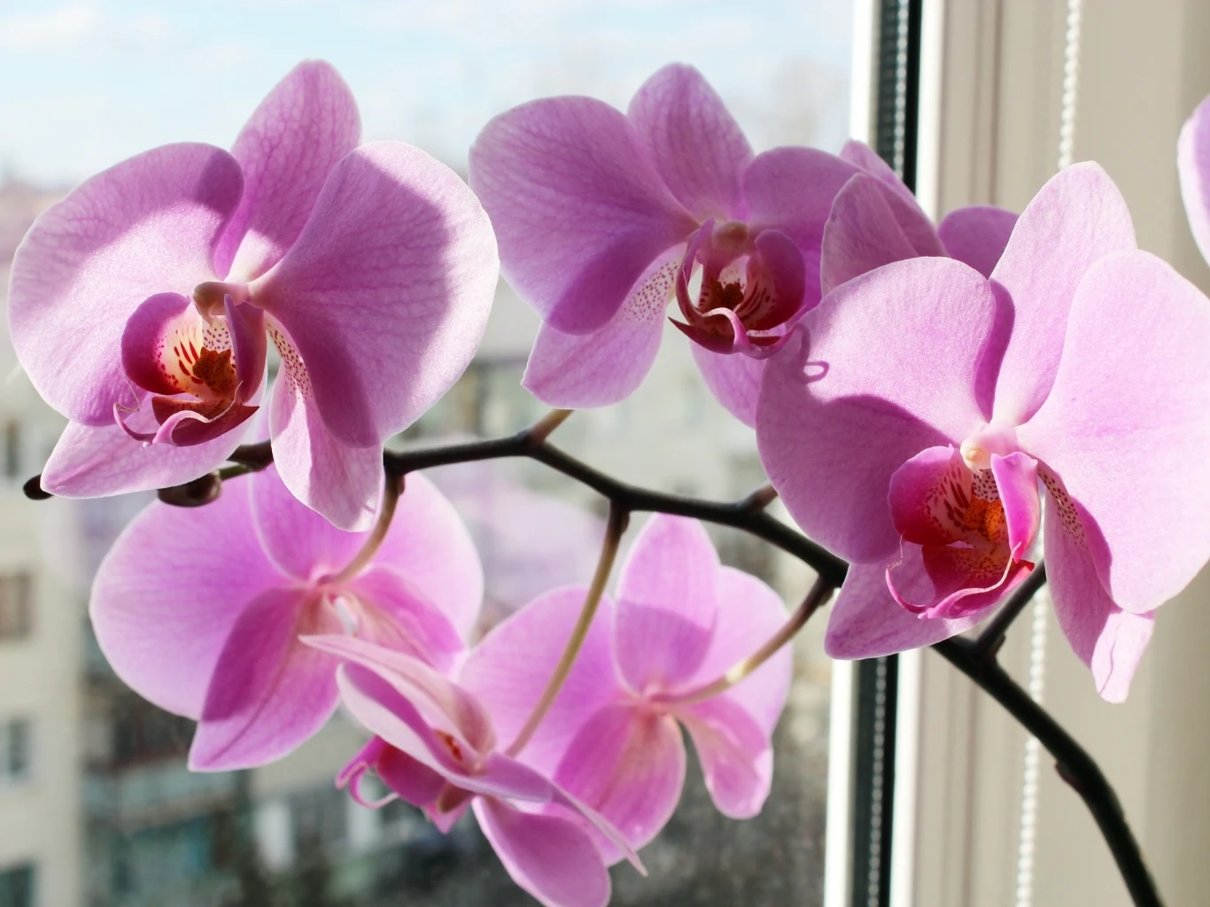 6 prostych zabiegów, których wymaga storczyk na początku sezonu Gałązka storczyka z dużymi, różowymi kwiatami stojąca na parapecie obok okna.