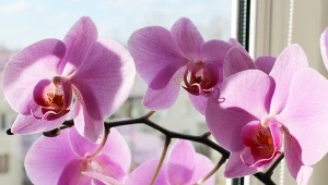 Pąki storczyka opadają, zamiast rosnąć? Zrób mu 30-sekundową kąpiel