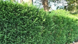 Obficie podlej, urośnie szybciej niż tuja. Idealnie pasuje na żywopłot