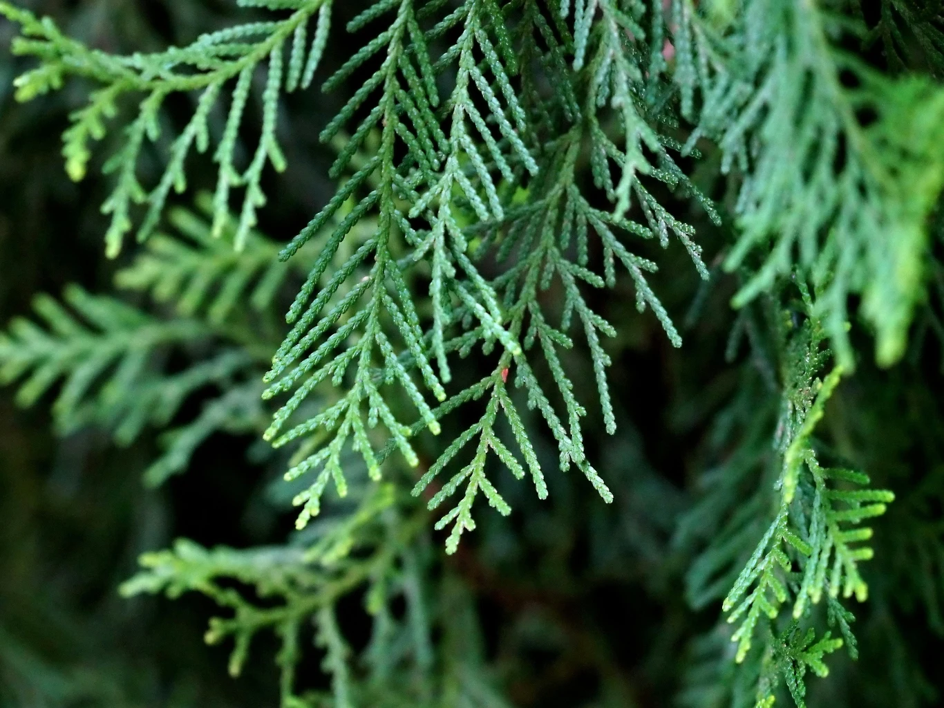 zielone, gęsto ułożone gałązki tui z wyraźnie widocznymi, drobnymi igłami tworzącymi naturalny, delikatny wzór