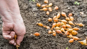 Jak zaprawiać i sadzić cebulę dymkę?