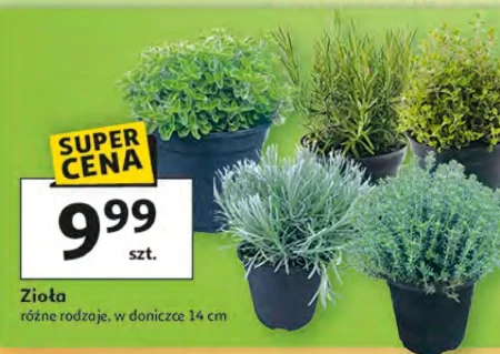 Трава в горщику