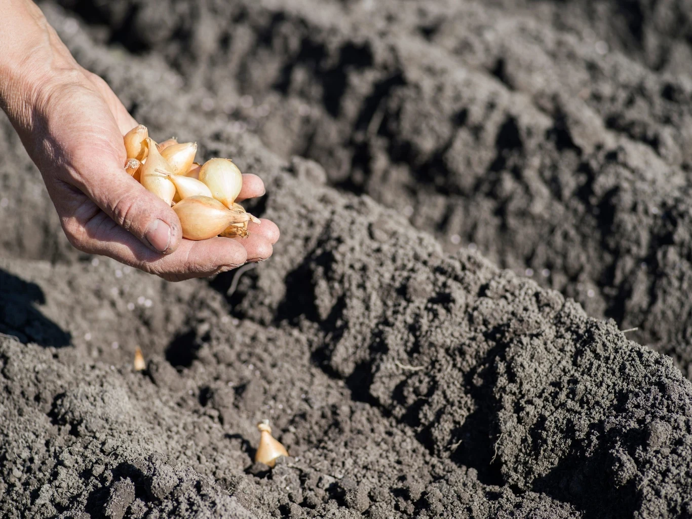 dłoń trzyma kilka cebul, gotowych do posadzenia w świeżo przygotowanych bruzdach ziemi ogrodowej