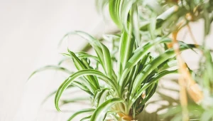 Białe kwiaty mogą oznaczać problemy. O czym mówi kwitnąca zielistka?