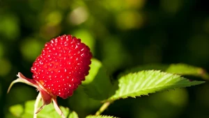 Truskawka która, rośnie jak malina. Prosta w uprawie i ma ogrom owoców