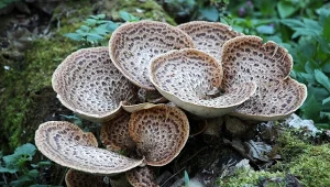 Wiosenny grzyb wygląda jak wachlarz. Najlepiej smakuje z gorącym masłem