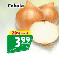 Cebula