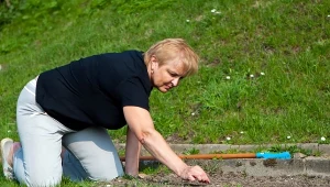 Pół łyżeczki do dziur w ziemi. Nornice będą uciekać w popłochu