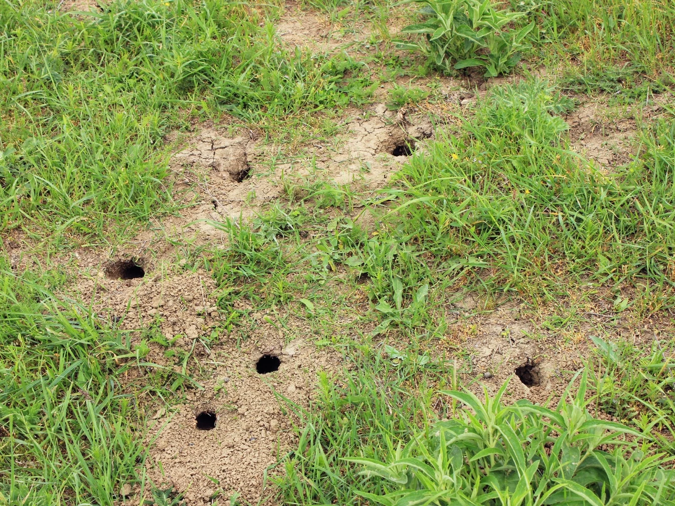 Objawem żerowania nornic są charakterystyczne otwory w ziemi. ziemia porośnięta trawą i niską roślinnością z licznymi otworami prowadzącymi do nor zwierząt