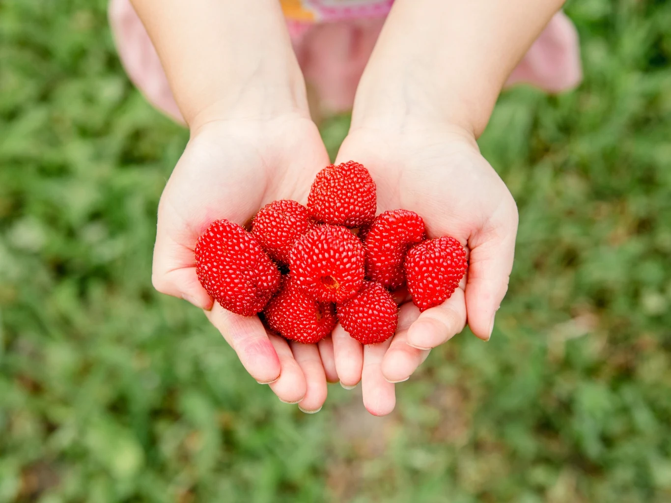 Dłonie dziecka trzymające kilka dojrzałych poziomek z wyraźną fakturą owoców na tle zielonej trawy.