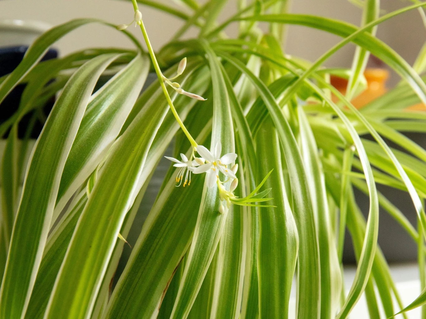 Długie, jasnozielone liście zielistki z białymi paskami oraz niewielki, delikatny biały kwiat w kształcie gwiazdki, osadzony na cienkiej łodyżce