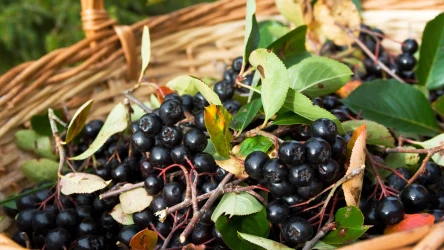 Kwiecień to ostatni moment na wiosenne cięcie aronii. Sprawdź, jak to poprawnie zrobić. 