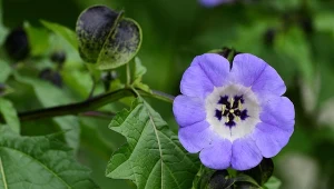 Kolorowe dzwonki kwitną całe lato. Odstraszają z ogrodu uciążliwe owady