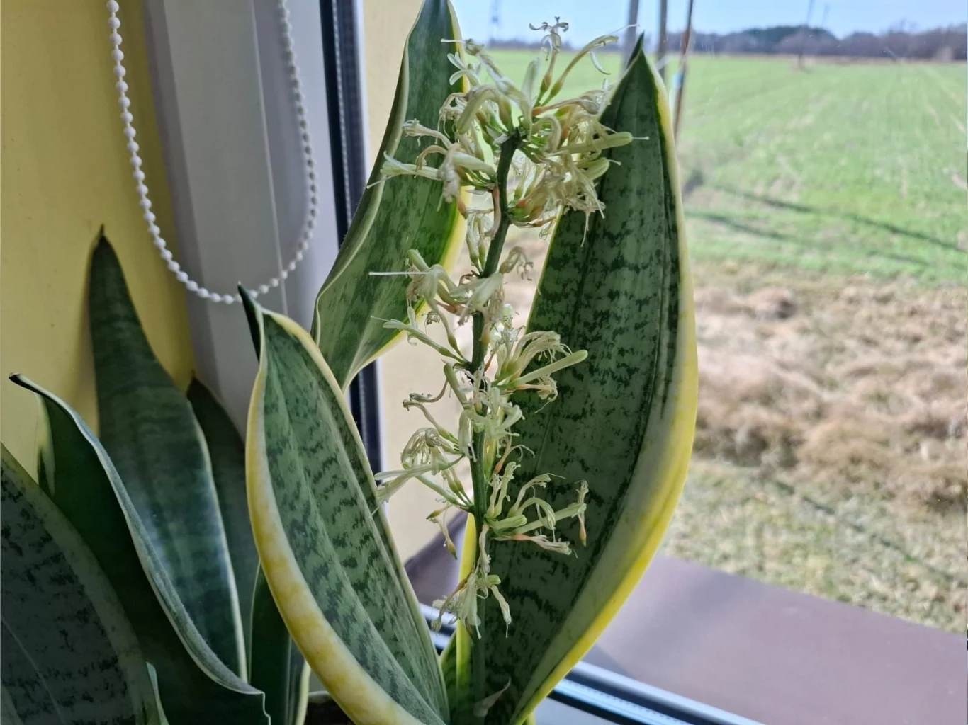 kwiat sansewierii o jasnozielonych liściach z żółtymi brzegami, rosnący na parapecie przy oknie, z wyraźnie widocznym kwiatostanem