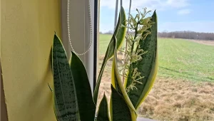 Wlewaj pełne szklanki do doniczki. Sansewieria odzyska zieleń i zakwitnie