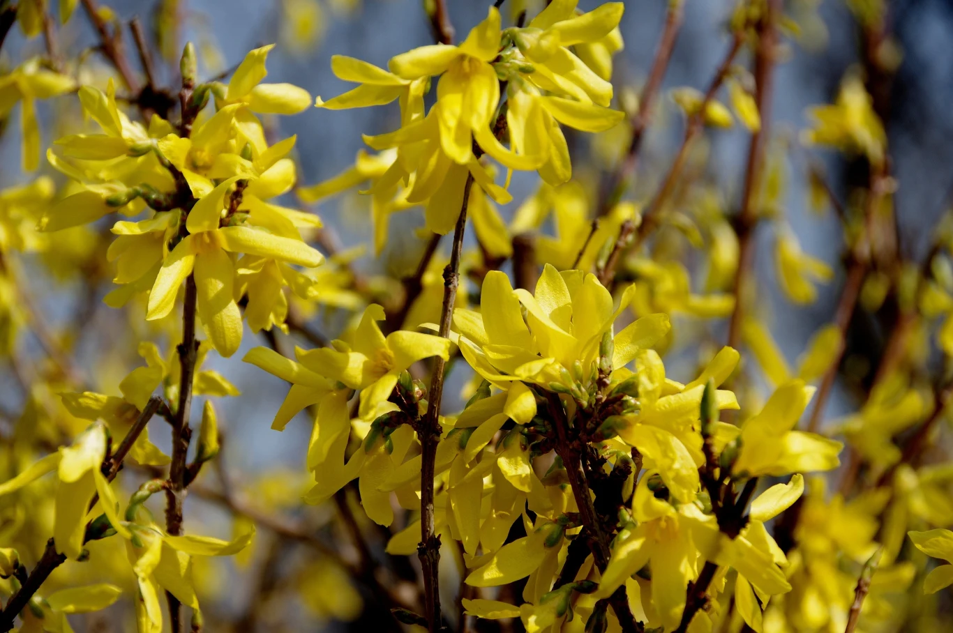 Gęste gałęzie obsypane intensywnie żółtymi kwiatami forsycji, ostre płatki kontrastujące z delikatnym, rozmytym tłem.
