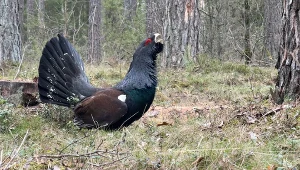 To największe polskie kuraki leśne. Kamera uchwyciła miłosny taniec