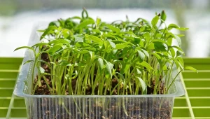 Jeden błąd i rozsada pomidora będzie dwa razy mniejsza. Popełnia go wielu