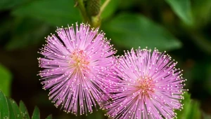 Jej nasiona idą jak ciepłe bułeczki. Czaruje urodą i zwija liście 