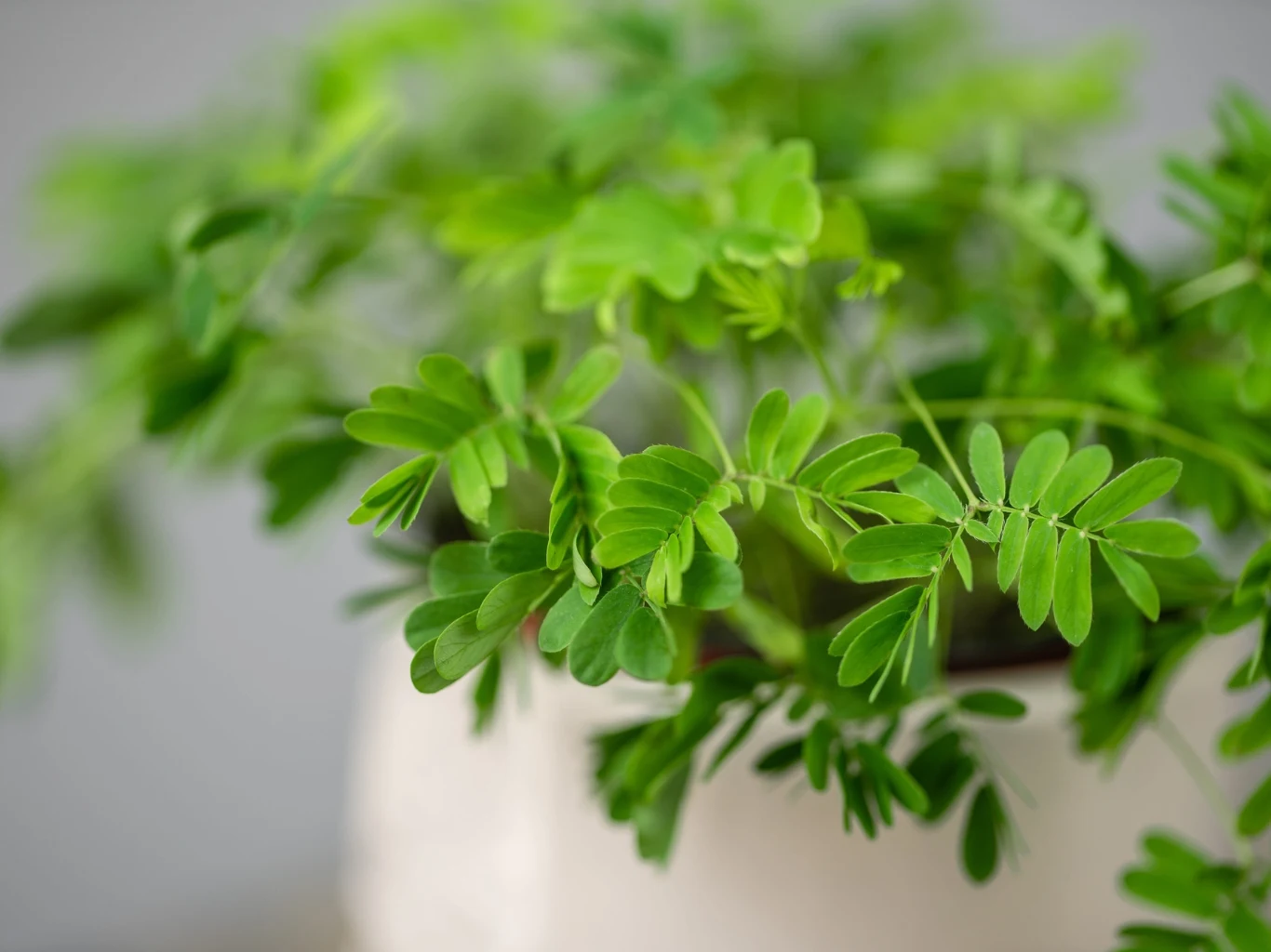 zielone, delikatnie pierzaste liście rośliny doniczkowej Mimosa pudica wyrastające z białej doniczki, ostro wyeksponowane na rozmytym tle