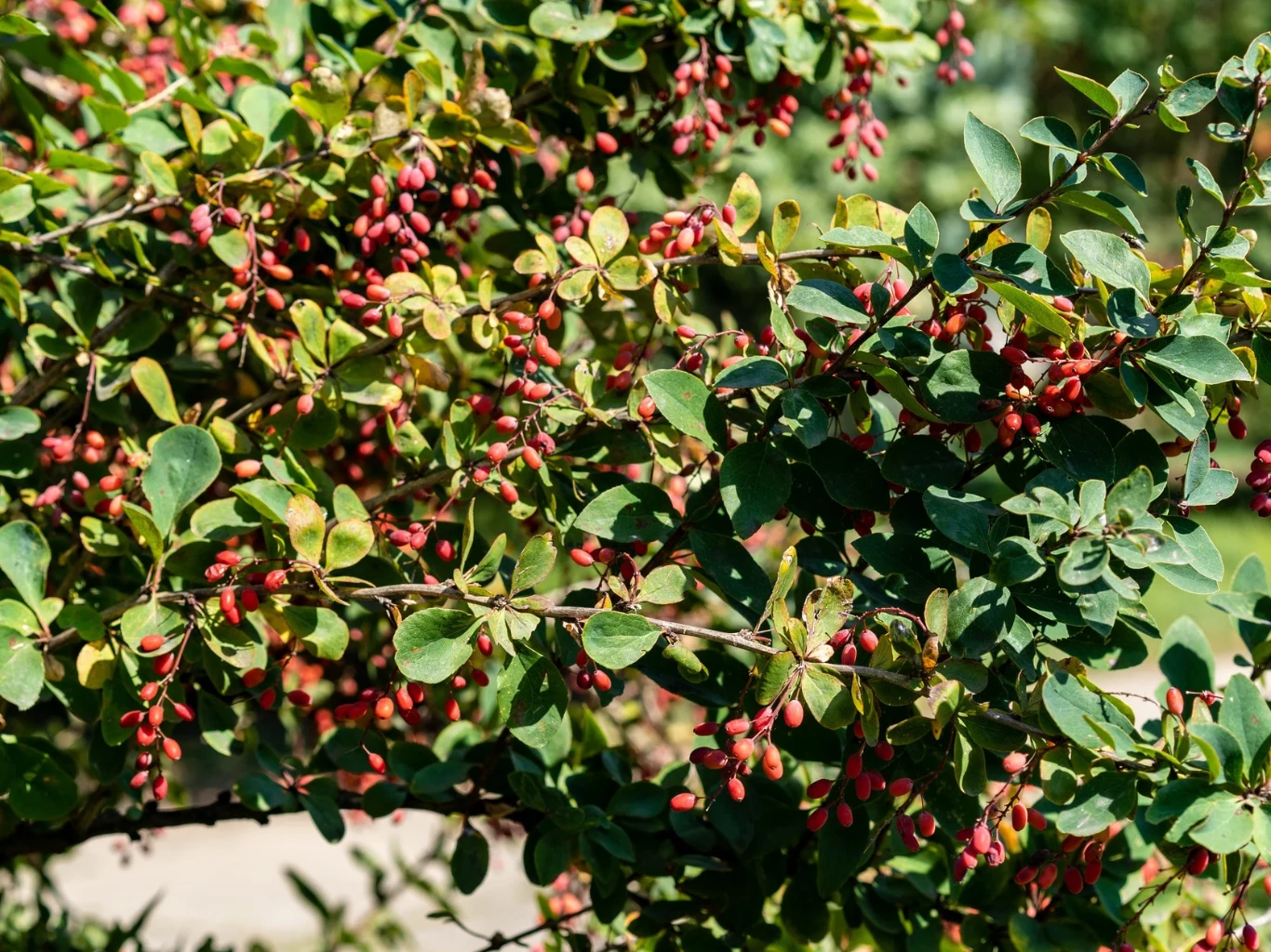 Berberys zwyczajny to krzew ozdobny, o przydatnych cechach leczniczych. Gałązki berberysu zwyczajnego z drobnymi czerwonymi owocami wśród gęstych zielonych liści
