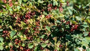 Zielarze cenią jego korę i owoce. Poznaj moce krzewu berberysu