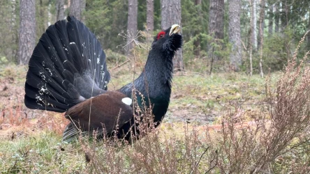 Wiosną w polskich lasach trwają toki głuszców