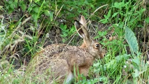 Fotopułapka zarejestrowała najszybsze lądowe zwierzę. Wiesz jak się nazywa? 