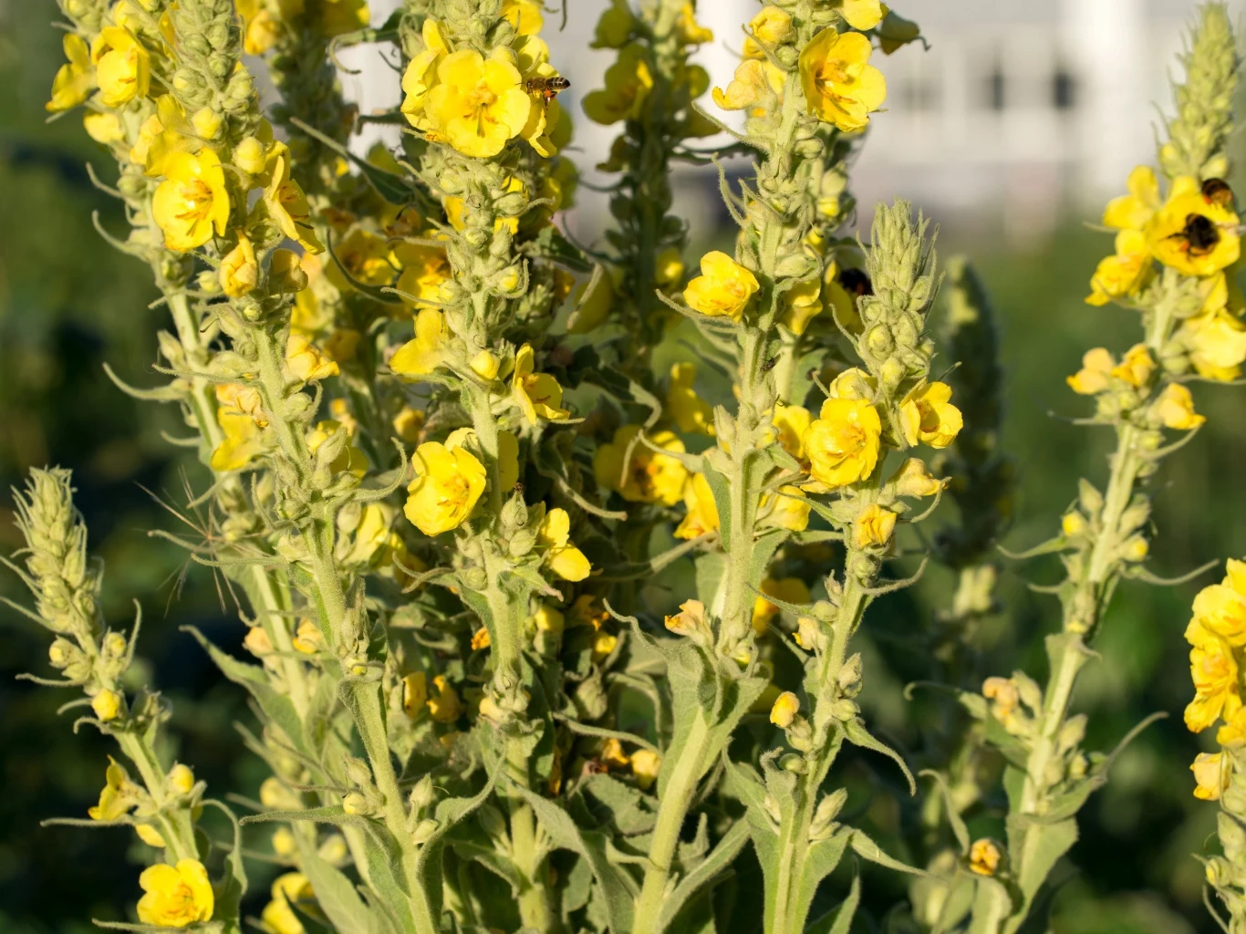 Dziewannę ceni się za właściwości lecznicze w chorobach układu oddechowego. Wysokie łodygi dziewanny drobnokwiatowej z żółtymi kwiatami i zielonymi liśćmi w intensywnym słońcu