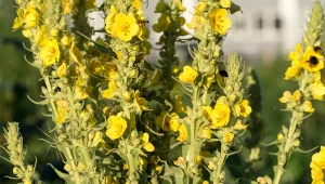 Najlepsza na kaszel. Zasiej dziewannę drobnokwiatową wiosną i susz latem