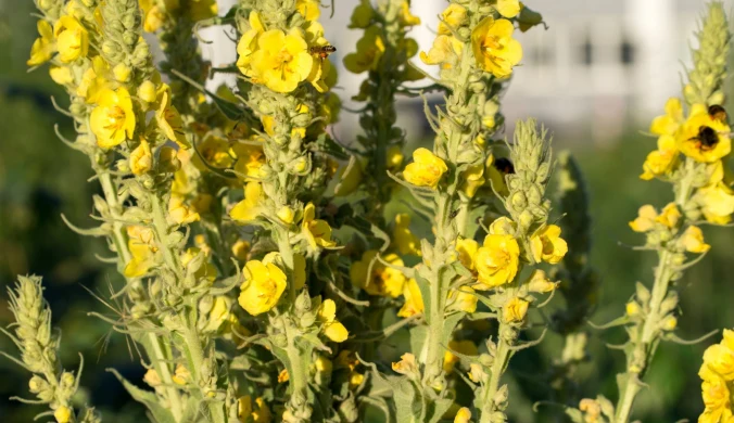 Dziewannę ceni się za właściwości lecznicze w chorobach układu oddechowego.
